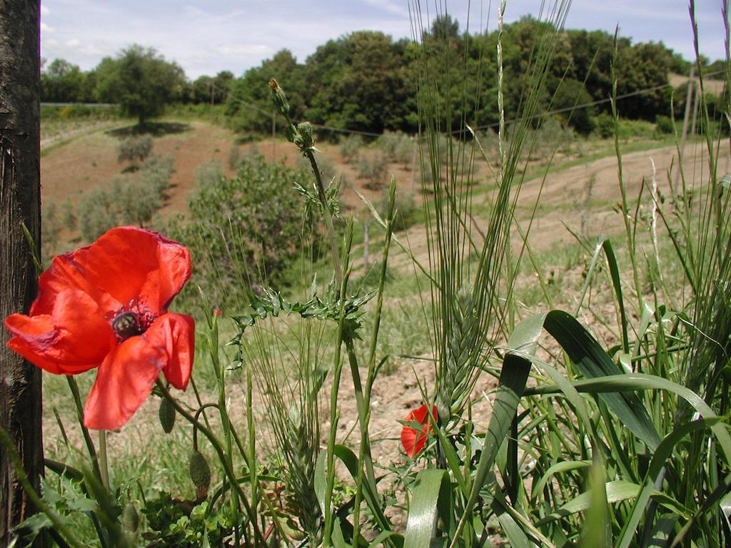 Willa Casa Guaitoli Terme di Petriolo Zewnętrze zdjęcie
